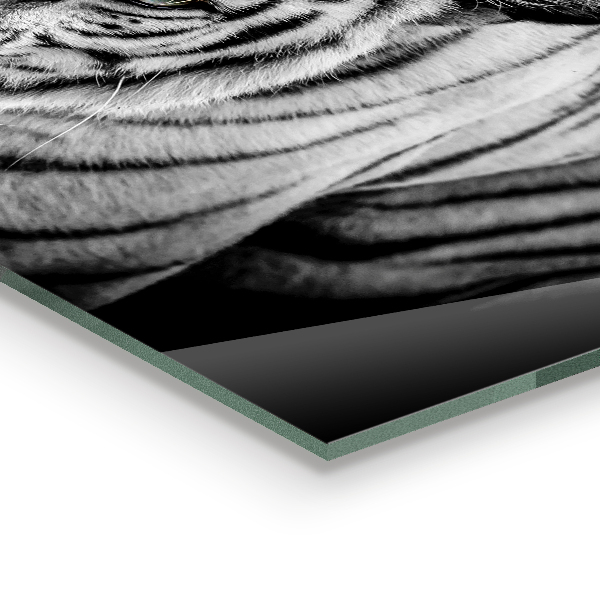 Stenska plošča za kuhinjo Beli sibirski tiger