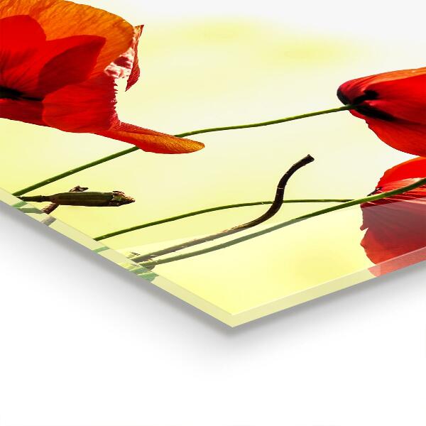 Zidna obloga za kuhinju Travnik z rdečimi makovi