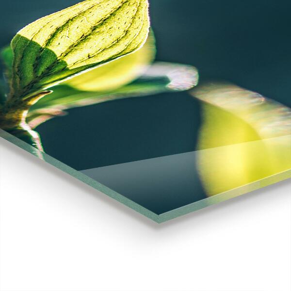 Zidna obloga za kuhinju Svetleč list na veji