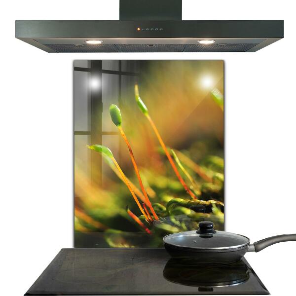 Zidna obloga za kuhinju Podrobnosti o gozdnem mahu