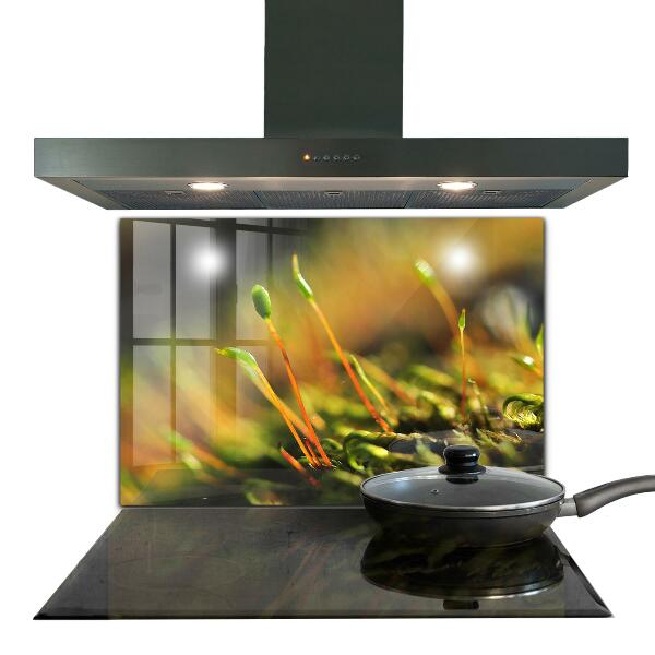 Zidna obloga za kuhinju Podrobnosti o gozdnem mahu