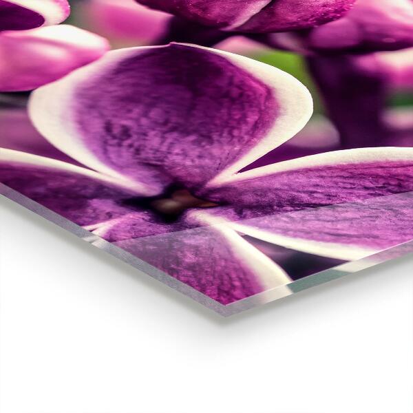 Zidna obloga za kuhinju Naravna lepota roza lilij