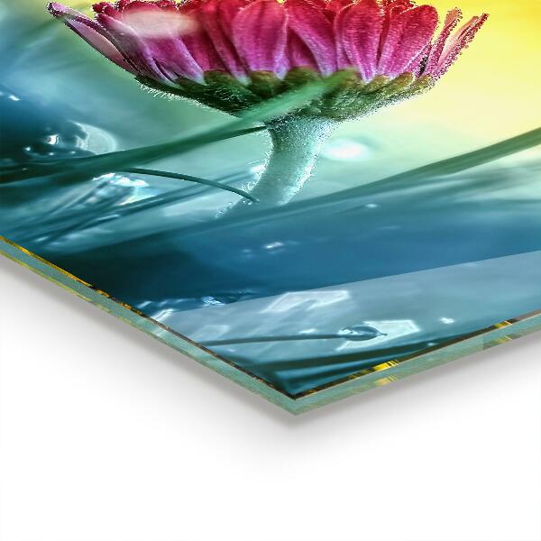 Zidna obloga za kuhinju Nežna marjetica na travniku