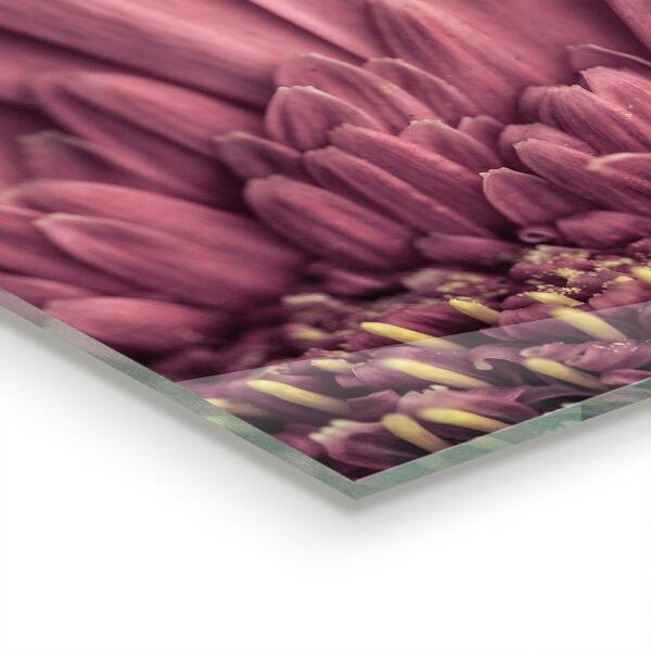 Zidna obloga za kuhinju Cvet margaretka gerbera