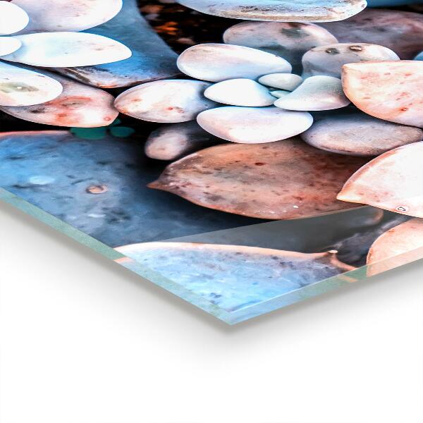 Zidna obloga za kuhinju Barvite sukulente