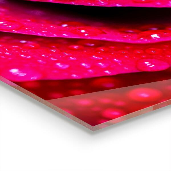 Zidna obloga za kuhinju Rose simbol ljubezni