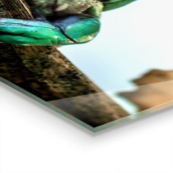 Stenska plošča za kuhinjo Radovedna žaba na listu