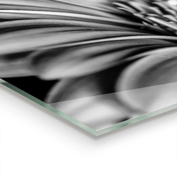 Stenska plošča za kuhinjo Črno-bela fotografija gerber