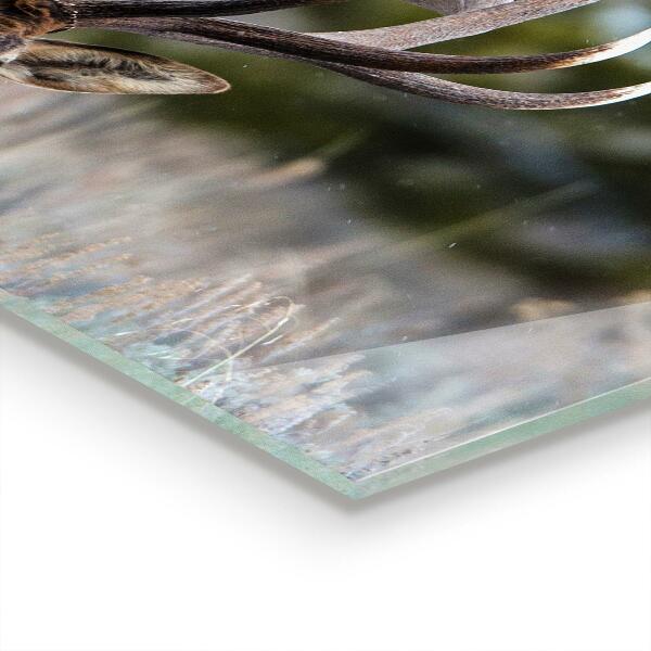 Stenska plošča za kuhinjo Divje jeleni